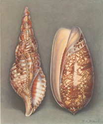 Charonia tritonis L.